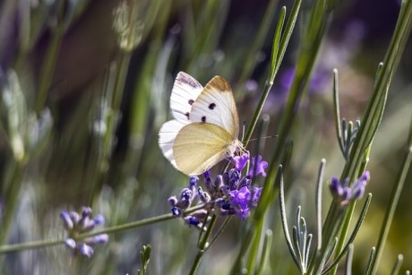white-butterfly-8318526_640