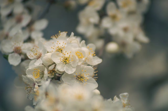 plum-blossom-7933169_640